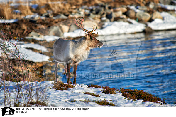 reindeer / JR-02775