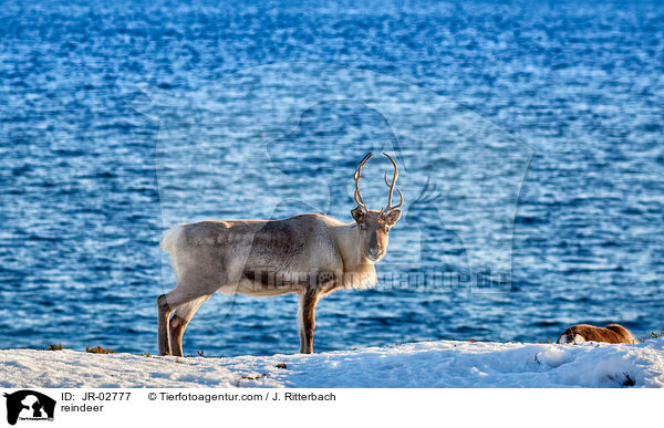reindeer / JR-02777