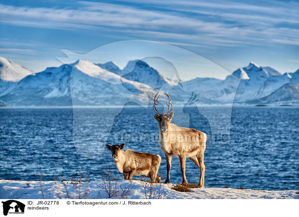 reindeers / JR-02778