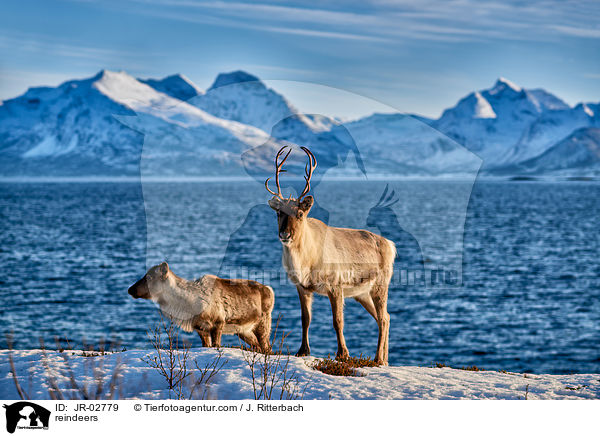reindeers / JR-02779