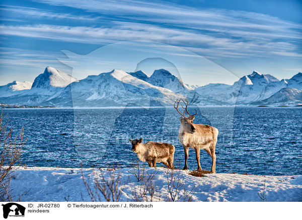 reindeers / JR-02780