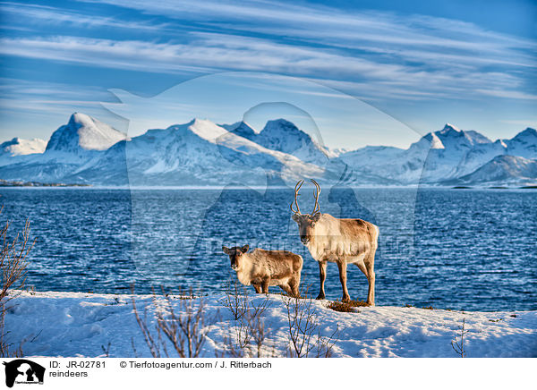 reindeers / JR-02781