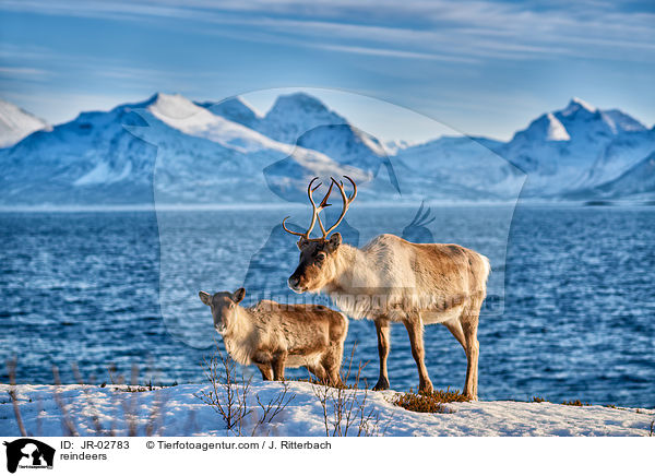 reindeers / JR-02783