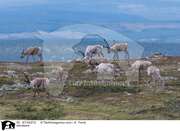 reindeers / AT-02272
