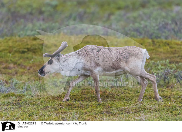 reindeer / AT-02273
