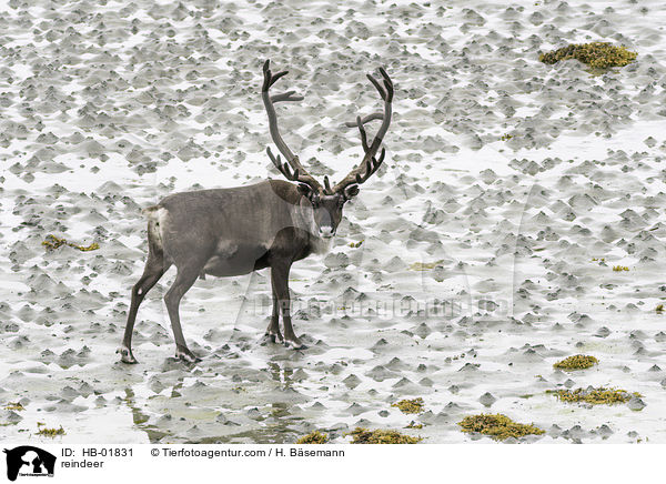 reindeer / HB-01831