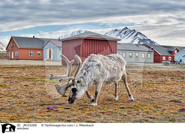 reindeer / JR-03268