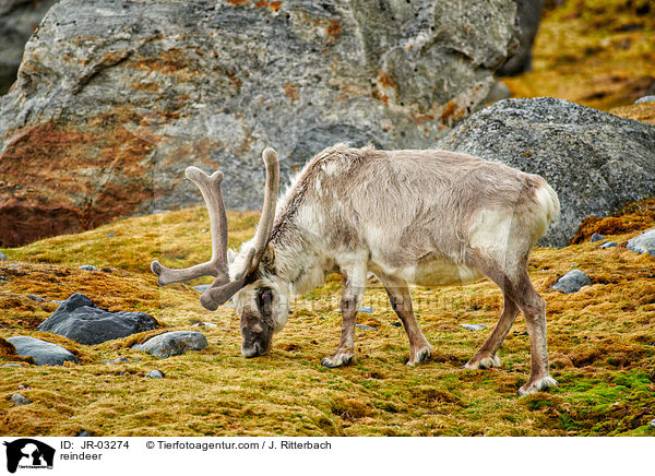 reindeer / JR-03274