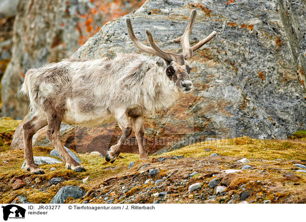 reindeer / JR-03277
