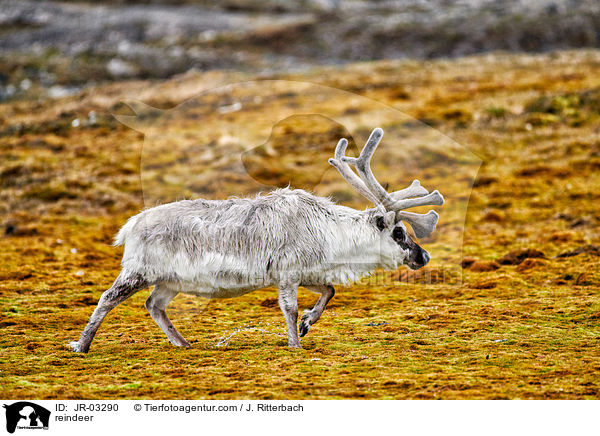 reindeer / JR-03290