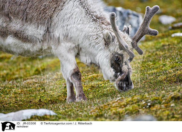reindeer / JR-03306