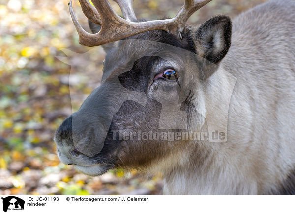 Rentier / reindeer / JG-01193