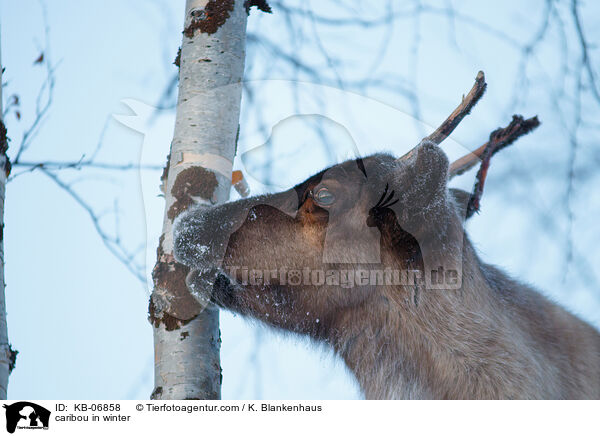 Rentier im Winter / caribou in winter / KB-06858