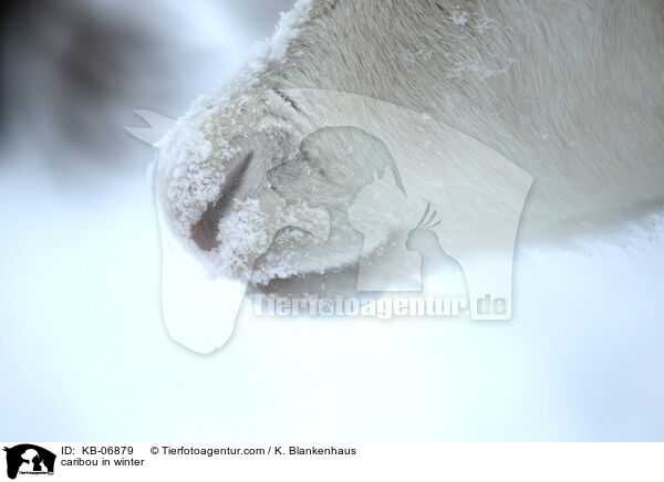 Rentier im Winter / caribou in winter / KB-06879