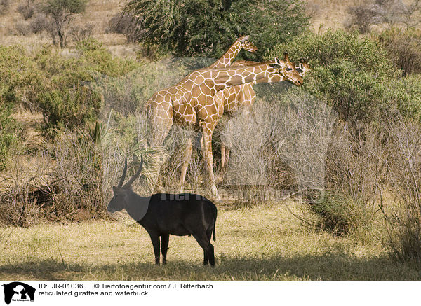 reticulated giraffes and waterbuck / JR-01036