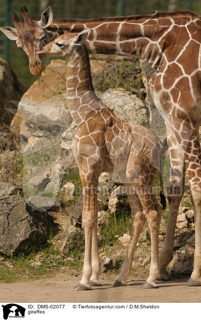giraffes / DMS-02077