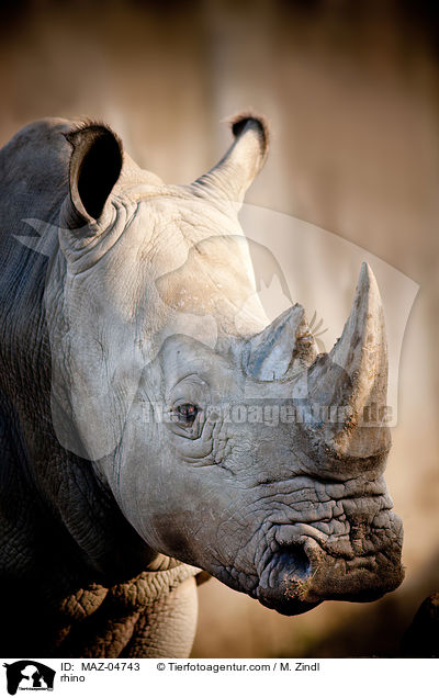 Nashorn / rhino / MAZ-04743