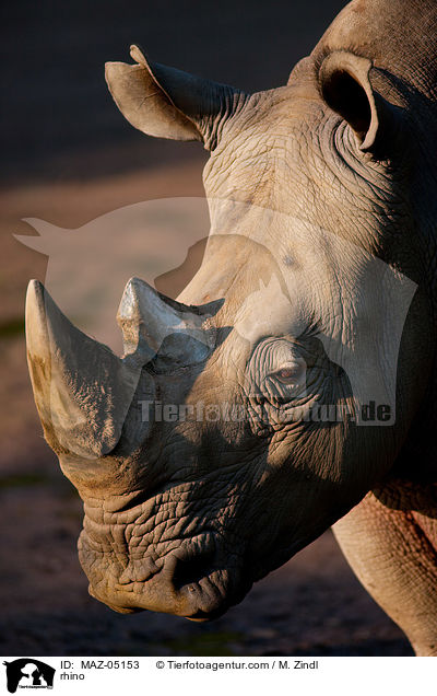 Nashorn / rhino / MAZ-05153