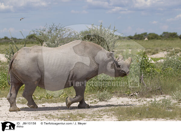 Nashorn / rhino / JM-10158