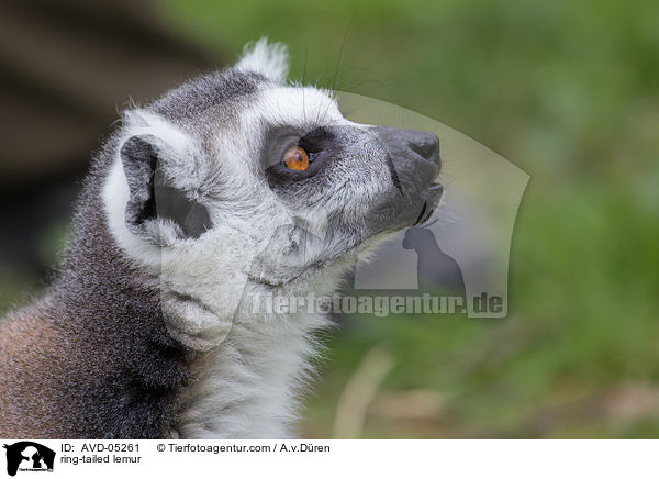 ring-tailed lemur / AVD-05261