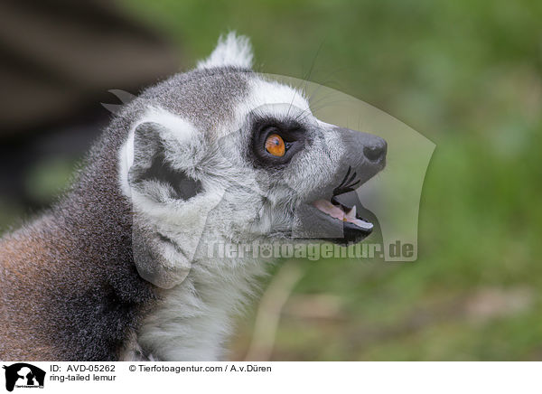 ring-tailed lemur / AVD-05262