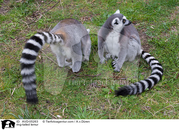 ring-tailed lemur / AVD-05263