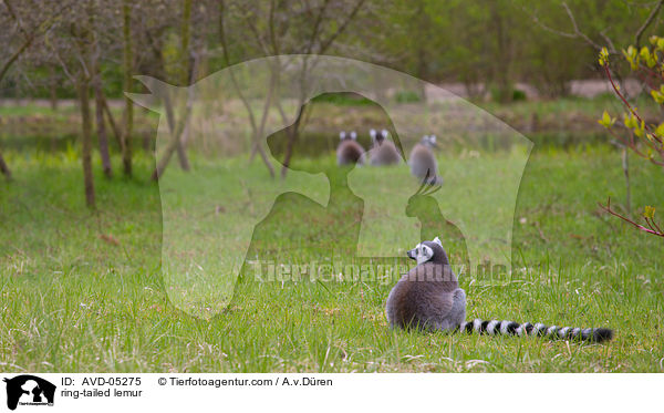 Kattas / ring-tailed lemur / AVD-05275