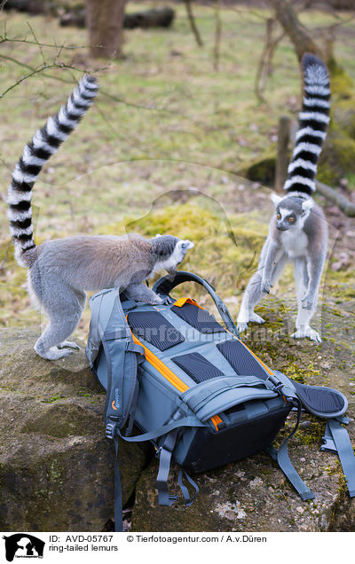 ring-tailed lemurs / AVD-05767