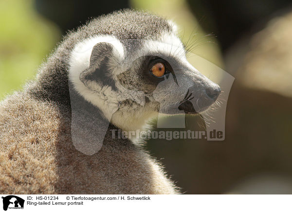 Katta Portrait / Ring-tailed Lemur portrait / HS-01234