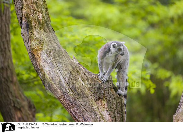 Katta / ring-tailed lemur / PW-13452
