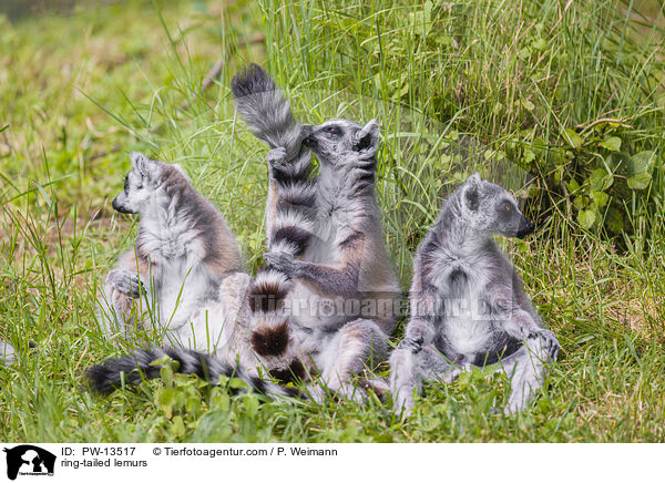 ring-tailed lemurs / PW-13517