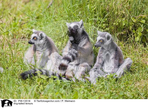 ring-tailed lemurs / PW-13518