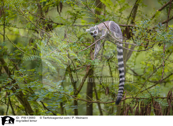 ring-tailed lemur / PW-13660