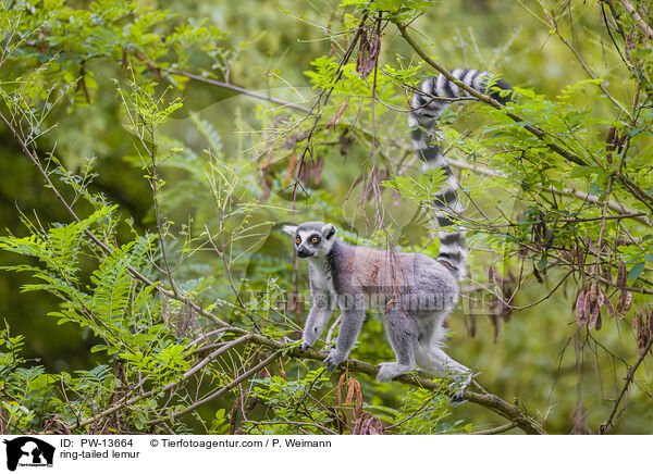 ring-tailed lemur / PW-13664