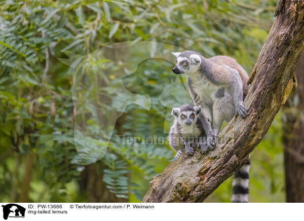 ring-tailed lemurs / PW-13666