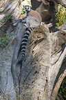 ring-tailed lemur