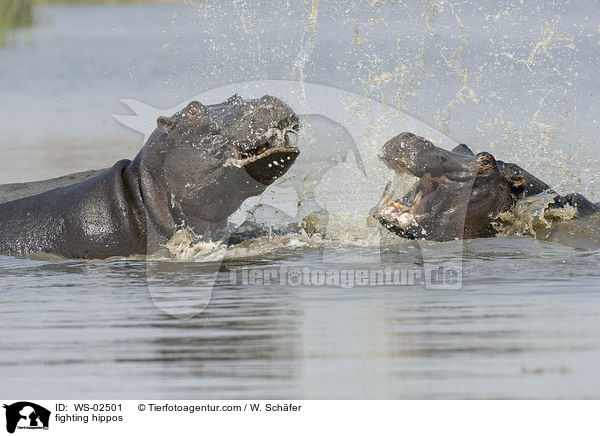 fighting hippos / WS-02501