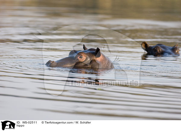 Flusspferd / hippo / WS-02511