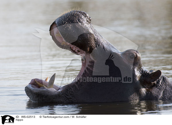Flusspferd / hippo / WS-02513
