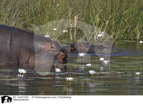 Flusspferd / hippopotamus / HJ-01420