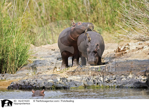 hippopotamus / HJ-01423