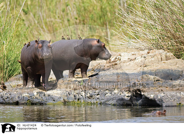 hippopotamus / HJ-01424