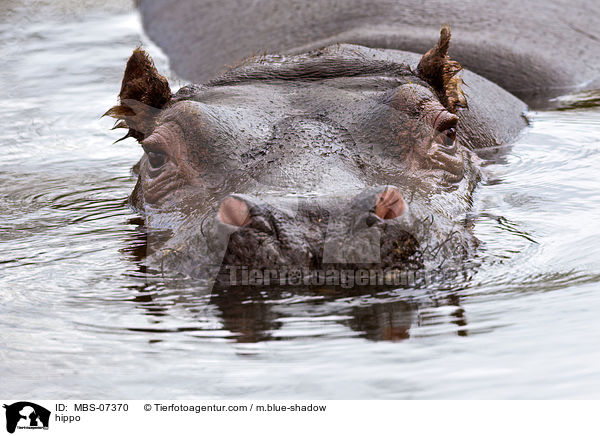 Flusspferd / hippo / MBS-07370