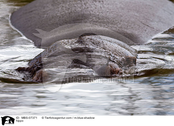 Flusspferd / hippo / MBS-07371