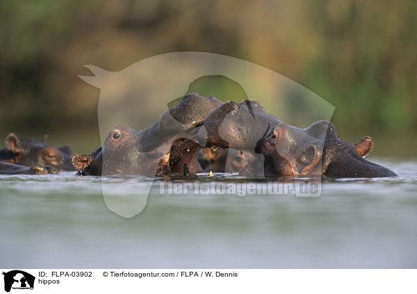 Flusspferde / hippos / FLPA-03902