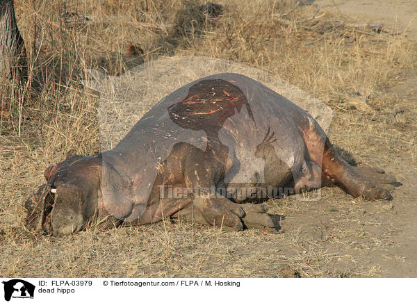 dead hippo / FLPA-03979