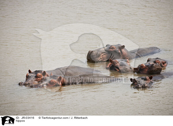 Flusspferde / hippos / JR-03416