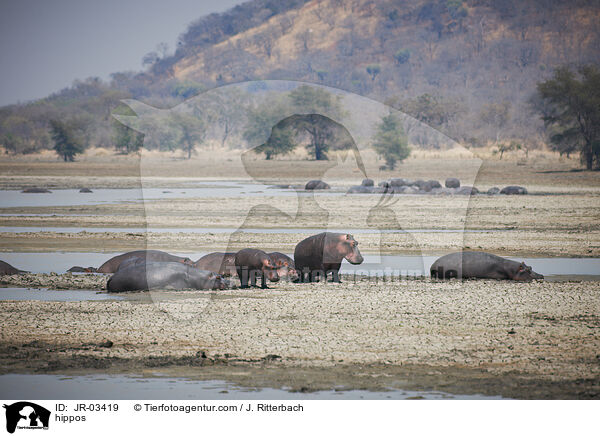 Flusspferde / hippos / JR-03419