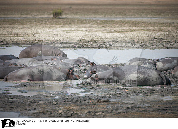 Flusspferde / hippos / JR-03420