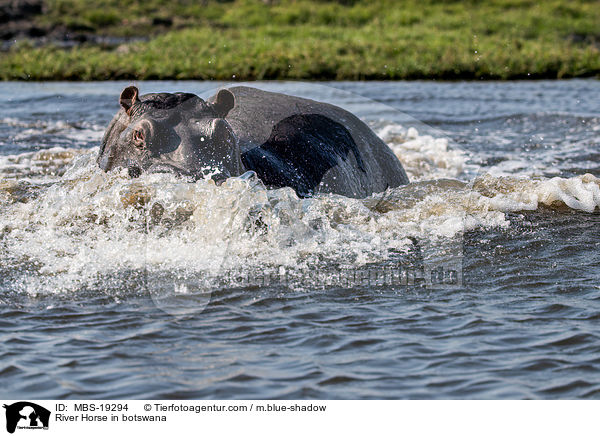 River Horse in botswana / MBS-19294